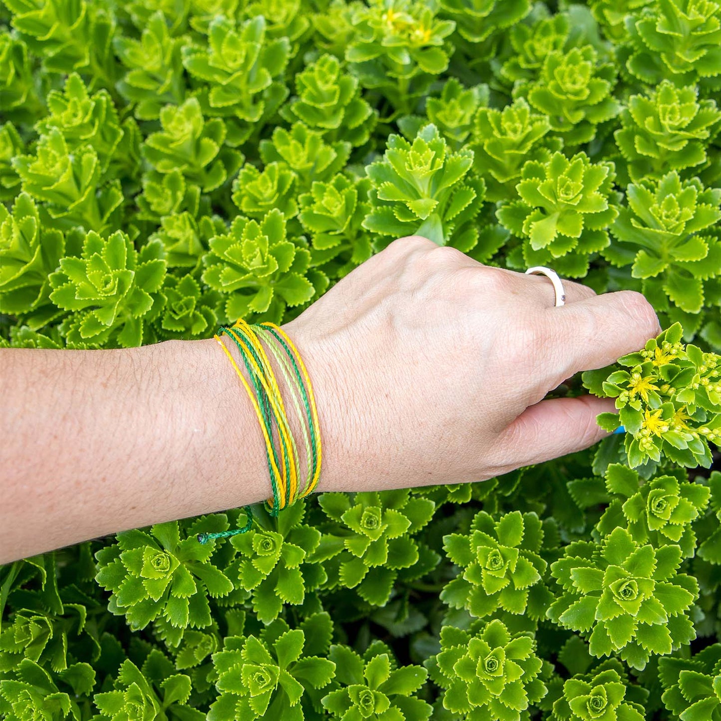 Pulsera Misericordioso